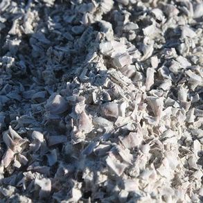 Close-up of bone fragments